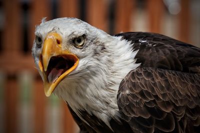 Close-up portrait of angry bald eagle