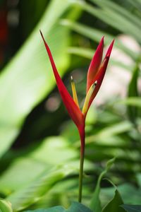 Close-up of red flowering plant