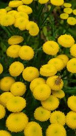 Close-up of yellow flowering plants