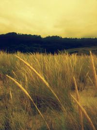 Scenic view of landscape at sunset