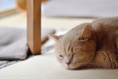 Close-up of a sleeping cat