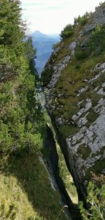 High angle view of trees on mountain