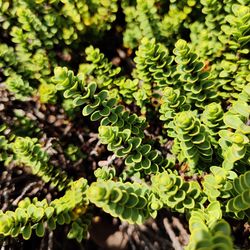 High angle view of plant leaves