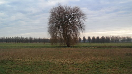 Trees on field against sky