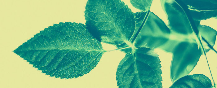 Close-up of fresh green leaves against white background