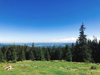 Scenic view of pine trees on field against sky