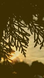 Close-up of silhouette tree against sky at sunset