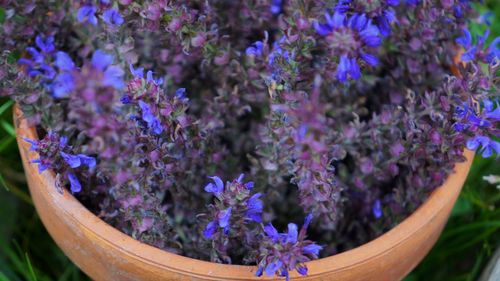 Close-up of purple flowering plants