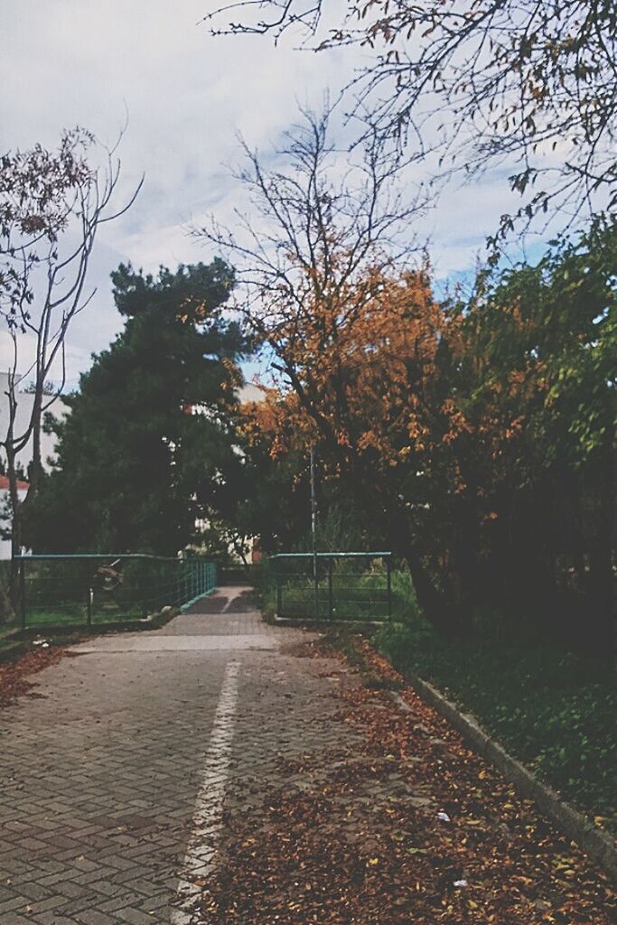 tree, the way forward, autumn, sky, tranquility, diminishing perspective, change, footpath, nature, growth, vanishing point, tranquil scene, road, branch, beauty in nature, park - man made space, transportation, outdoors, scenics, day