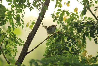 Low angle view of bird perching on branch