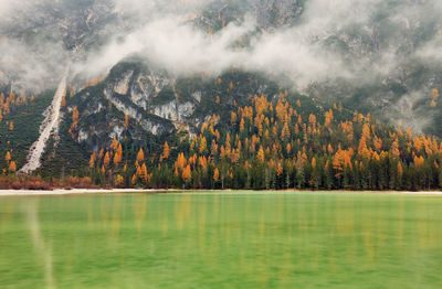 Scenic view of lake in forest