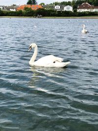 Swan swimming in lake