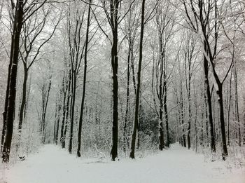 Snow covered trees in forest