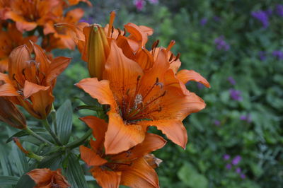 Close-up of orange day lily blooming outdoors