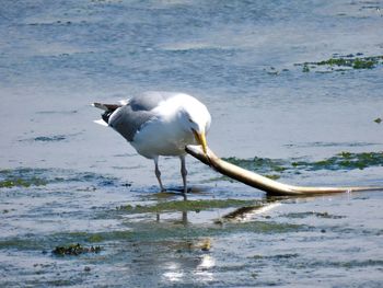 Seagull perching on a beach