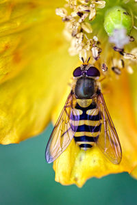 Close-up of bee pollinating on yellow flower