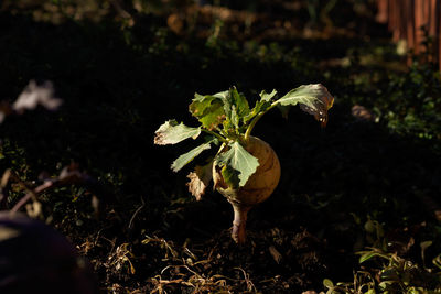 Close-up of plant growing on field