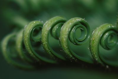 Close-up of water drop on leaf