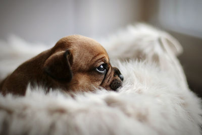 Close-up of a dog resting