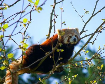 Low angle view of lizard on tree against sky