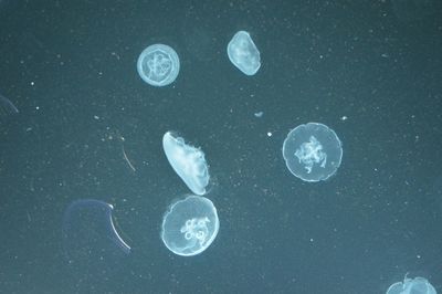 Close-up of jellyfish against sea