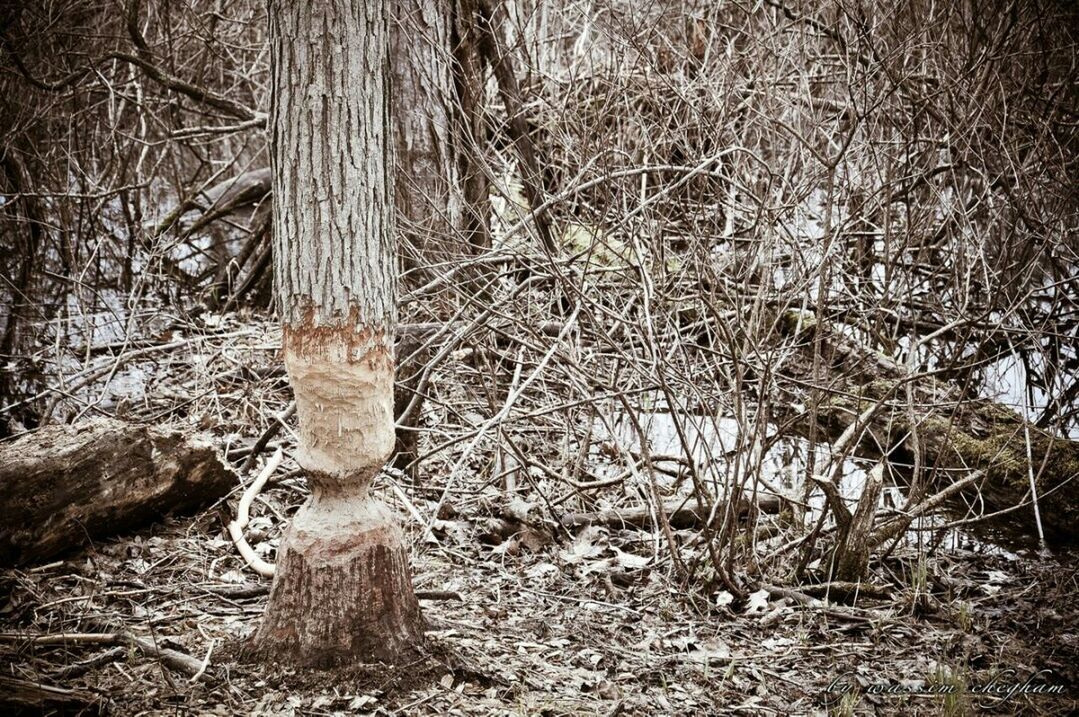 Canadian beaver