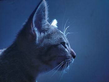 Close-up of a cat looking away