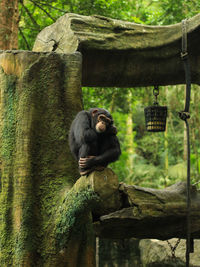 Monkey sitting in a zoo