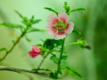 Close-up of pink flower blooming outdoors