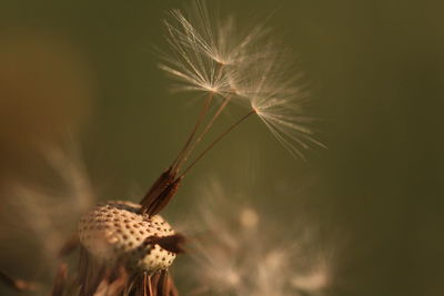 Close-up of dandelion on plant