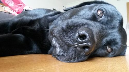 Close-up of dog lying on sofa