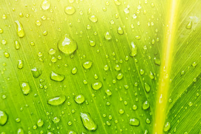 Macro shot of wet leaf during rainy season