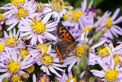 Close-up of butterfly pollinating on purple flower