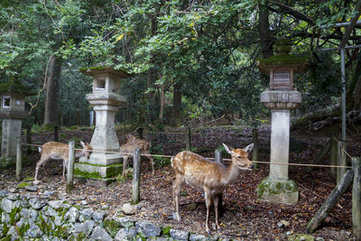 View of deer in the forest