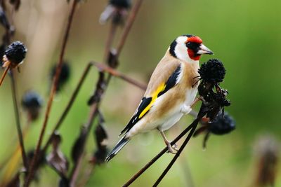 Close-up of bird perching on plant