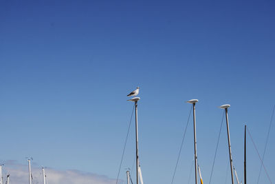 Low angle view of seagulls perching on pole against clear blue sky