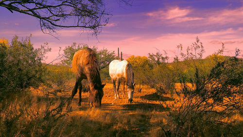 View of horse on field during sunset