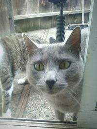 Close-up portrait of cat