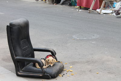 High angle view of puppy un an abandoned seat