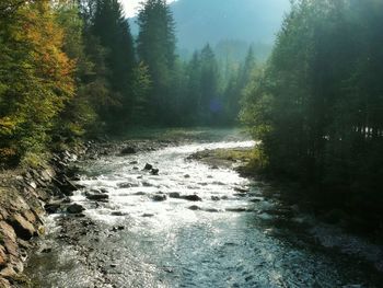 River flowing through forest