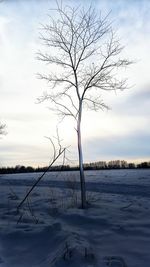 Bare tree on field