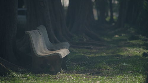 Close-up of tree trunk in field