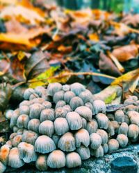 Close-up of shells