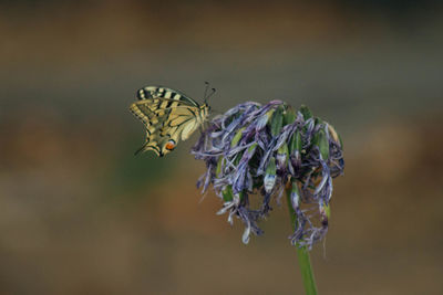 Close-up of butterfly pollinating on flower