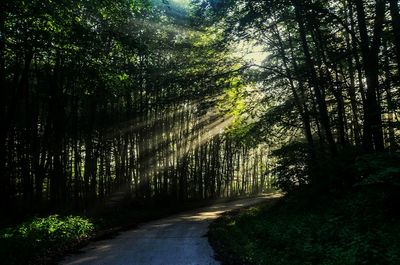 Road passing through forest