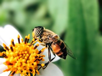Close-up of bee pollinating on flower