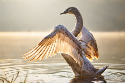 Swan stretching and flapping wings on the water