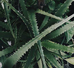 Full frame shot of succulent plant