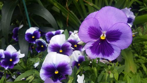 Close-up of flowers and leaves