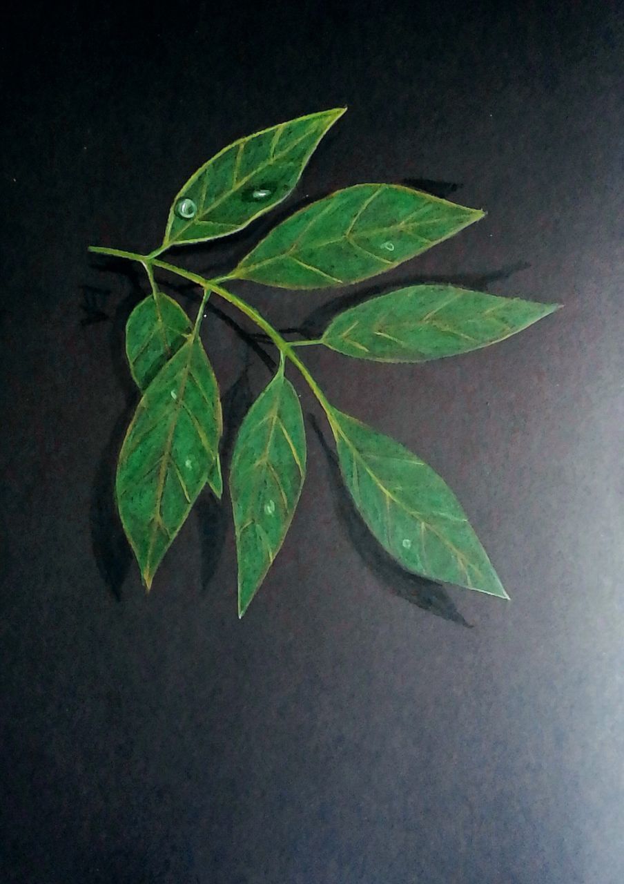 HIGH ANGLE VIEW OF LEAVES ON PLANT